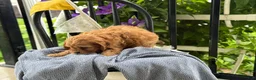 Cavapoo dogs for sale: Jinger - Ad 13
