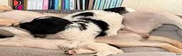 English Springer Spaniel dogs for sale: Boy Boy - Ad 2