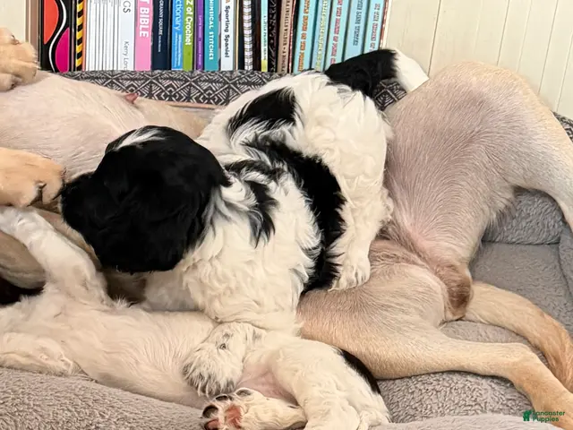 English Springer Spaniel dogs for sale: Boy Boy - Ad 2