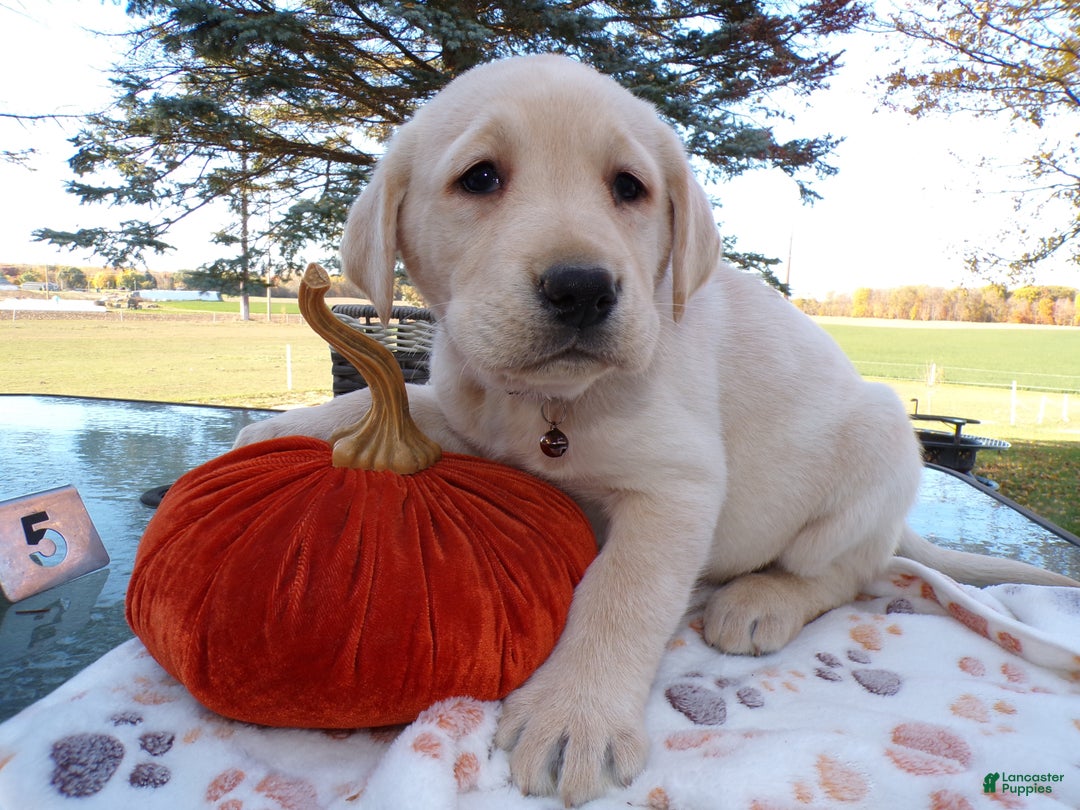 Labrador Retriever dogs for sale: Labrador Retriever Puppy 6 Zenda - Ad 2