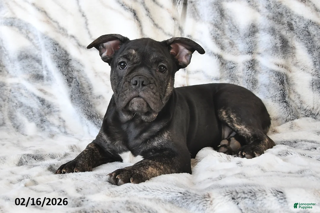 Mixed Breed dogs for sale: Nick - Ad 5