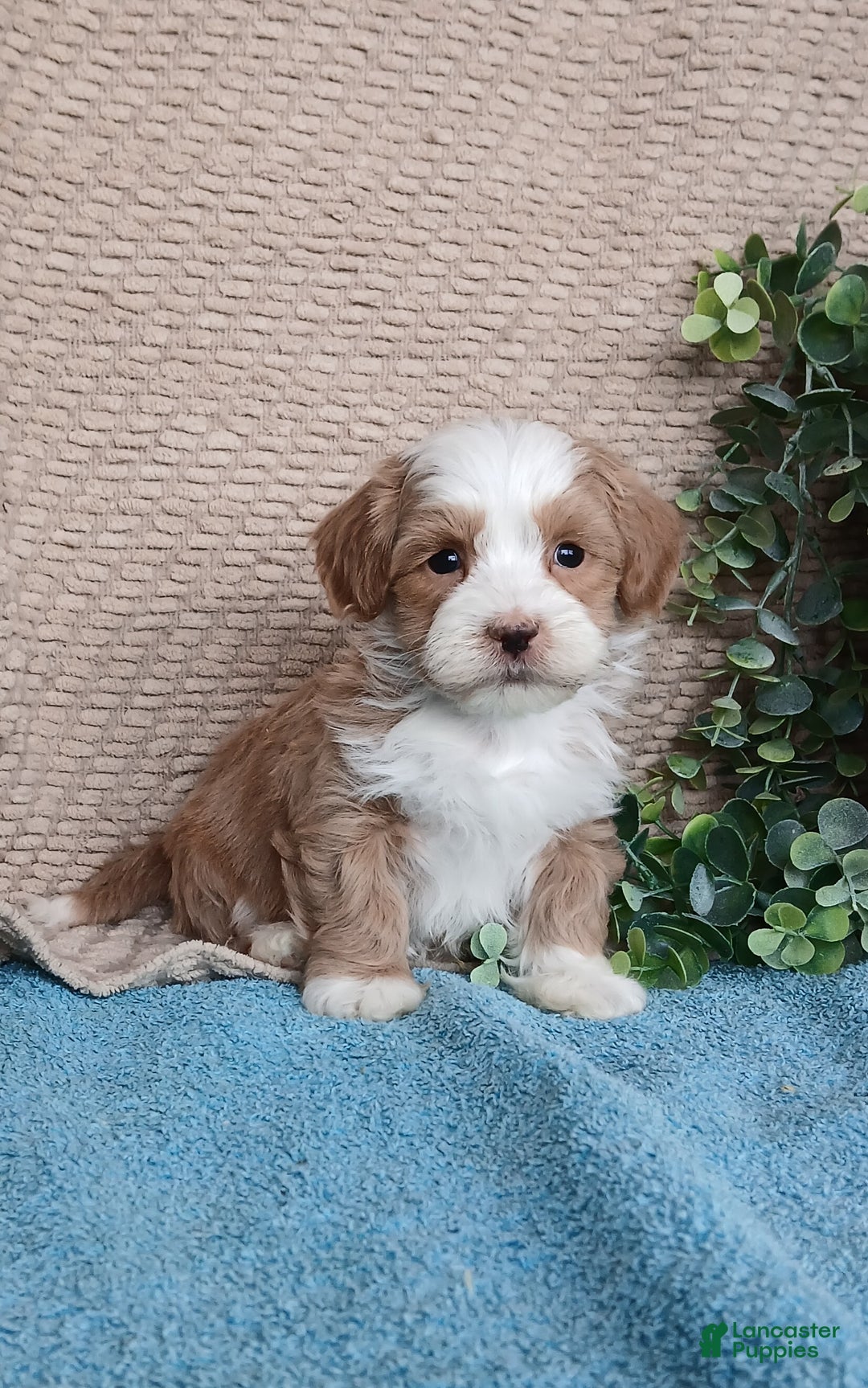 Havanese dogs for sale: Marsh  - Ad 1