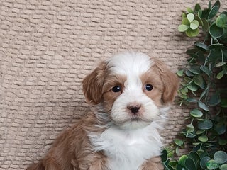 Havanese dogs Marsh - Ad 26
