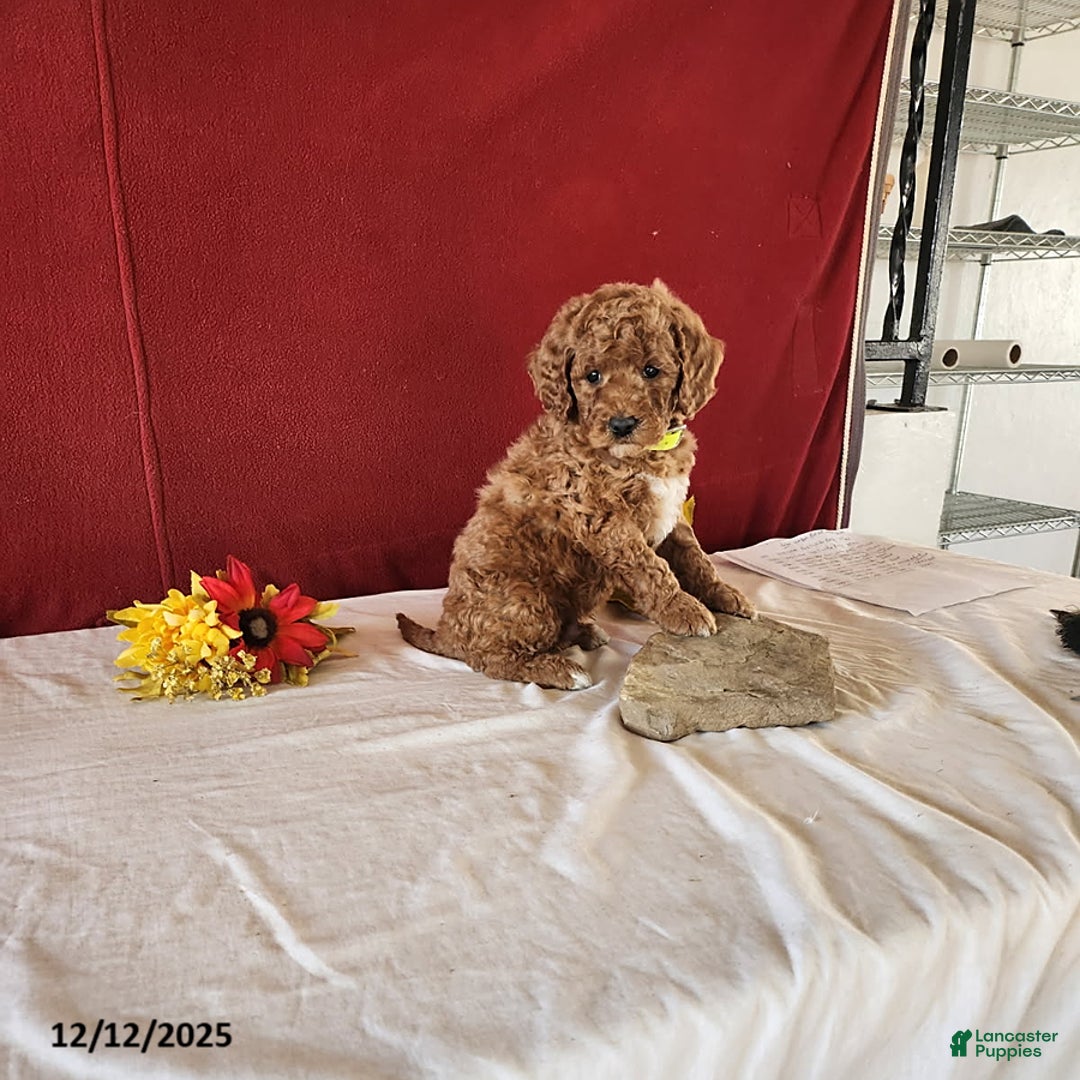 Goldendoodle dogs for sale: Henry - Ad 2