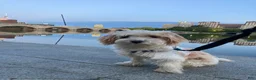 Biewer Terrier dogs for sale: Marcello - Ad 8
