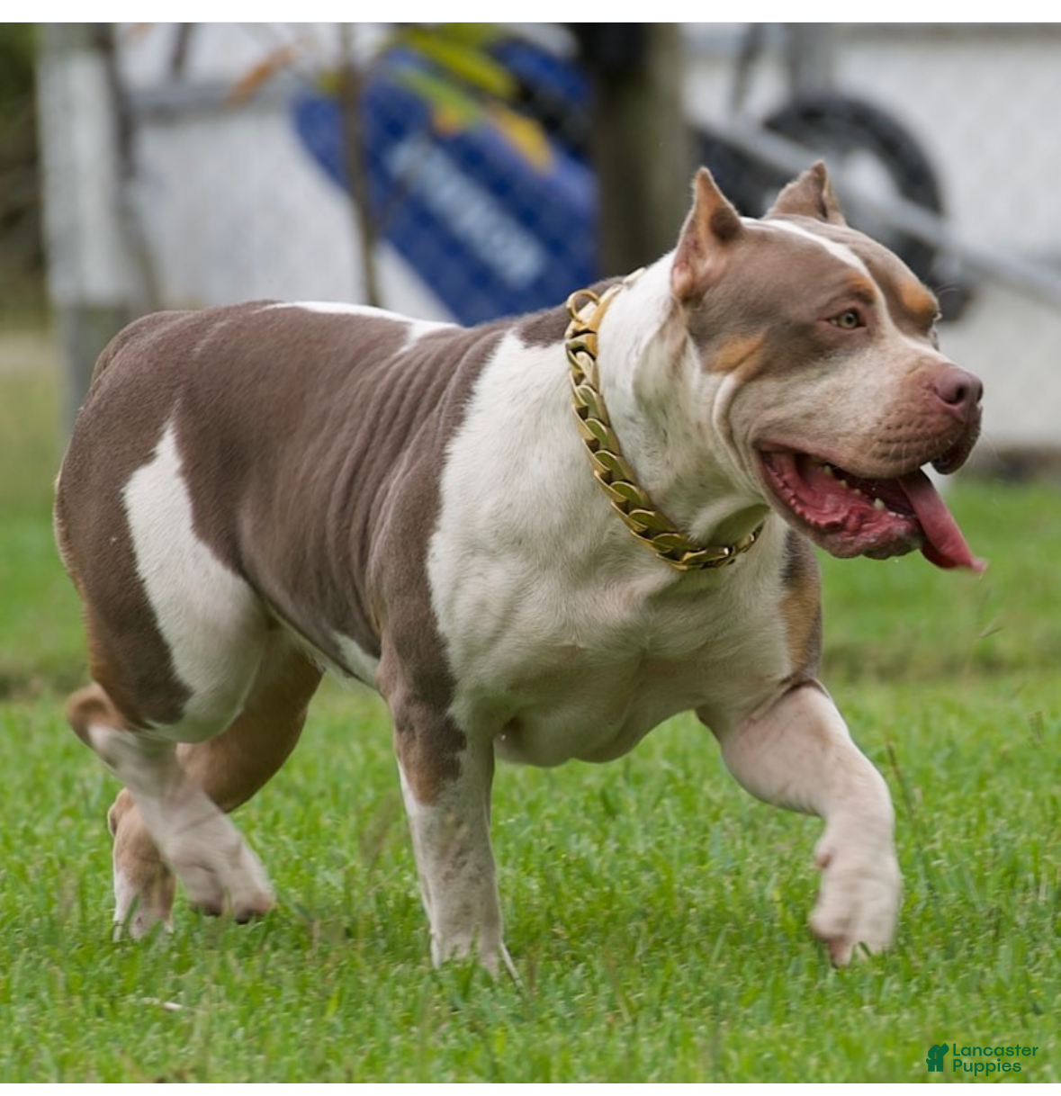Brinks’s La Reina
