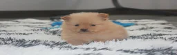 Pomeranian dogs for sale: Finn - Ad 15