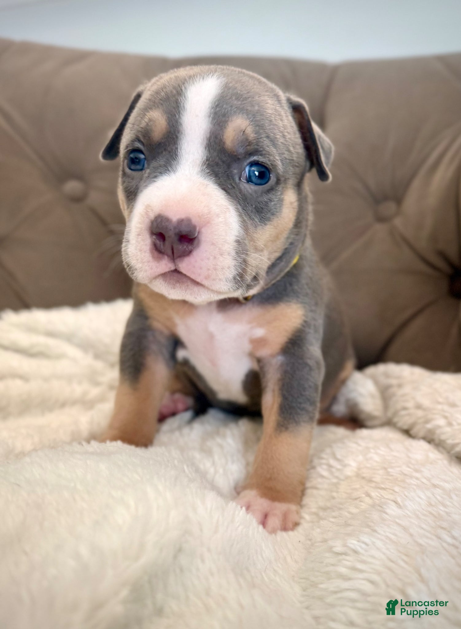 American Bully dogs Mia - XL American Bully Puppy  - Ad 33