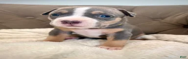 Mia - XL American Bully Puppy 