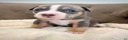 American Bully dogs for sale: Mia - XL American Bully Puppy  - Ad 1