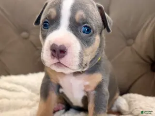 American Bully dogs Mia - XL American Bully Puppy - Ad 40