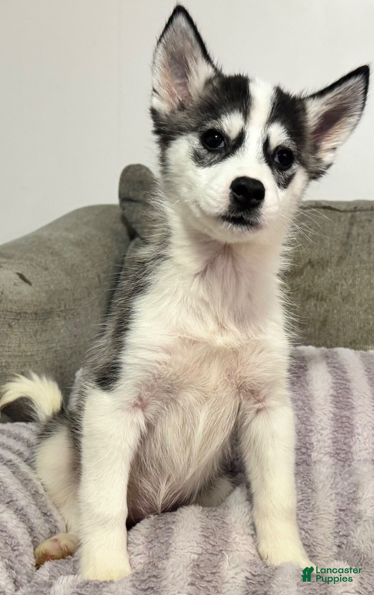 Gracie (Siberian Husky, Female) in Mechanicsville, VA