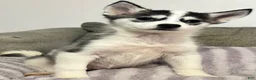 Siberian Husky dogs for sale: Gracie - Ad 1