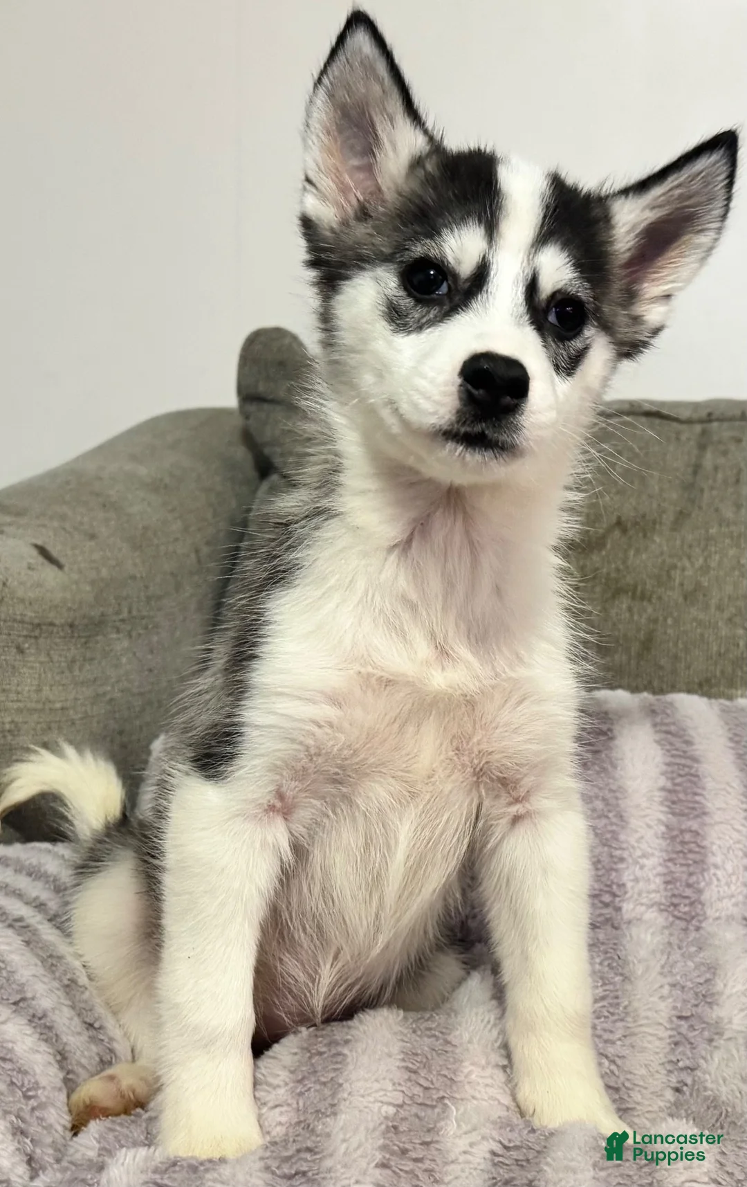 Siberian Husky dogs for sale: Gracie - Ad 1