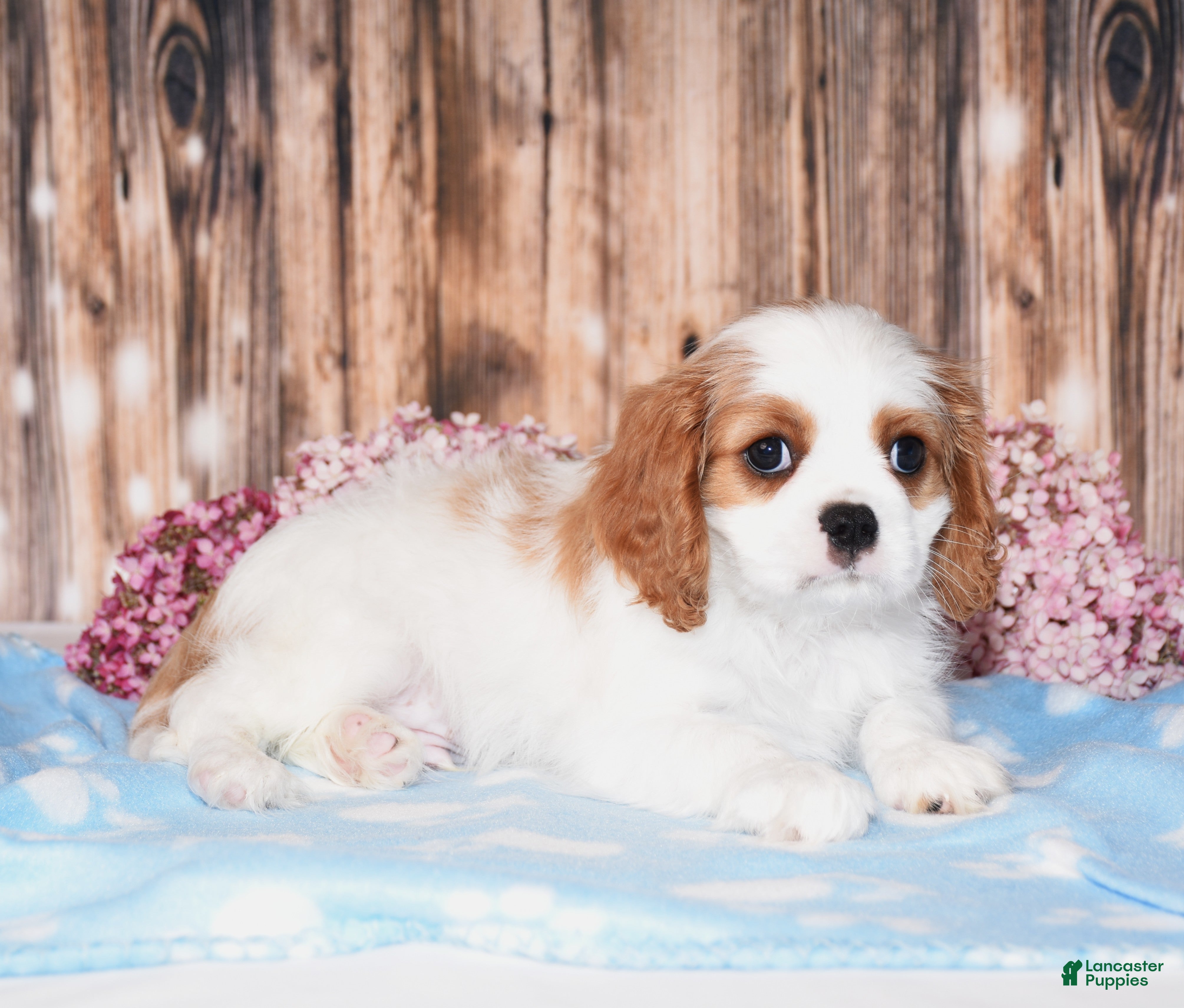Cavalier King Charles Spaniel dogs Dexter - Ad 2
