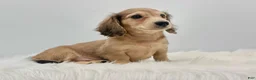 Dachshund dogs for sale: Dunkin  - Ad 3