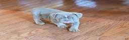 Olde English Bulldogge dogs for sale: Olde English Bulldogge 2 - Ad 3