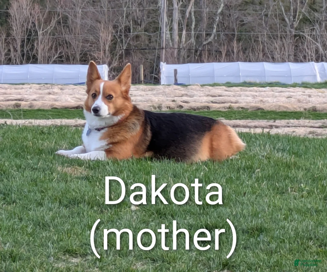 Welsh Corgi Pembroke dogs for sale: Aspen  - Ad 2