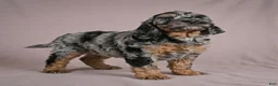 Cockapoo dogs for sale: Arnold - Ad 5