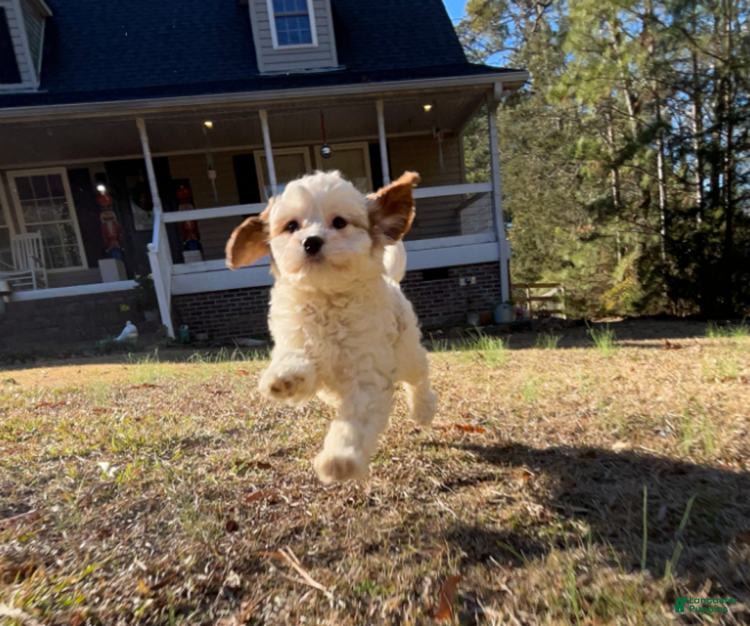 Cavapoo dogs for sale: Gertrude - Ad 4