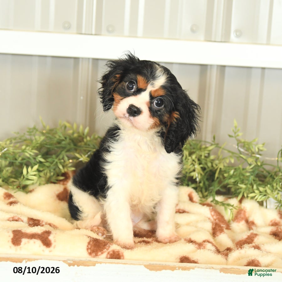 Cavalier King Charles Spaniel dogs Leslie - Ad 1