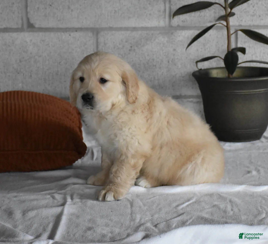Golden Retriever dogs for sale: Harley  Genetic/OFA - Ad 10
