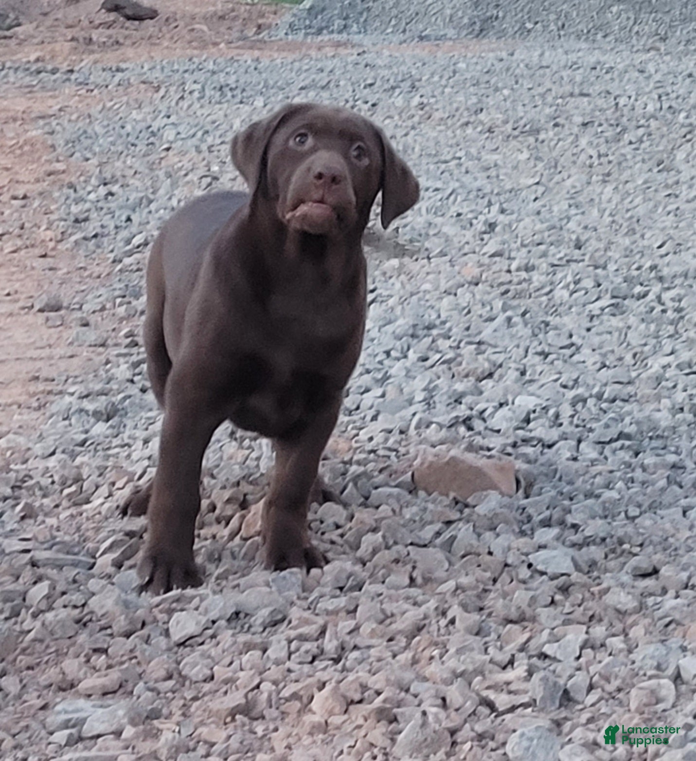 Labrador Retriever dogs Riley - Ad 1