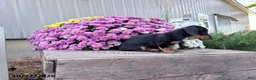 Miniature Dachshund dogs for sale: Daisy - Ad 3
