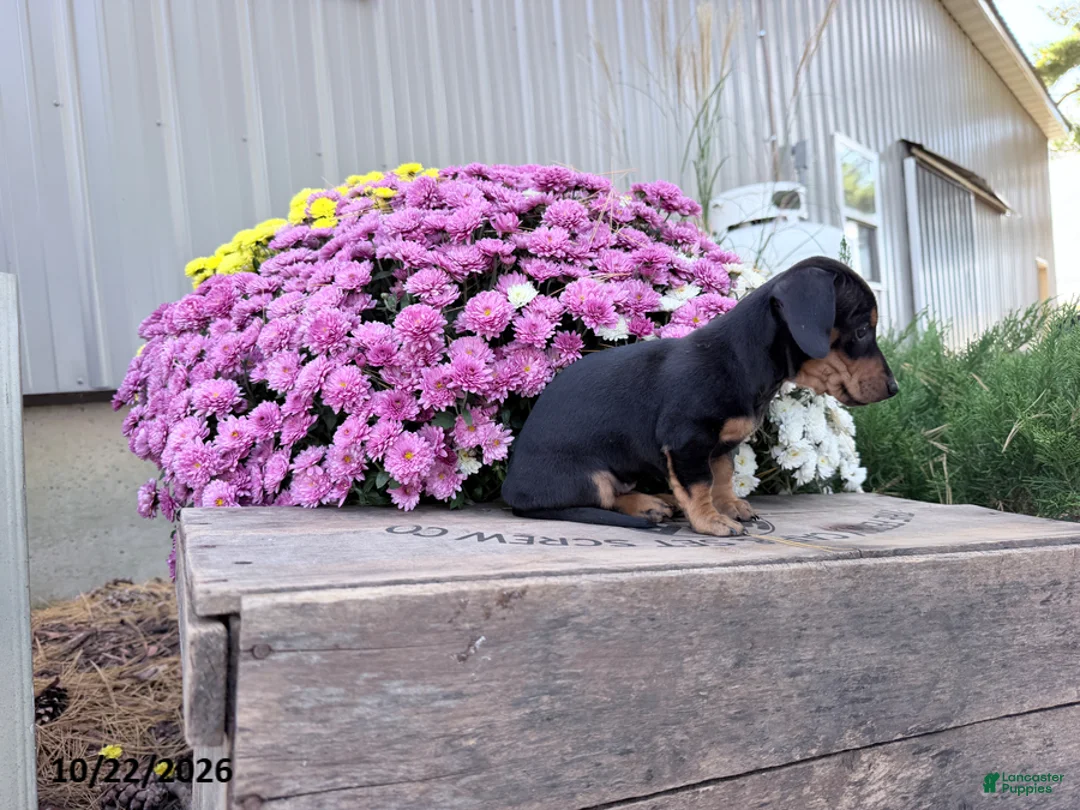 Miniature Dachshund dogs for sale: Daisy - Ad 3