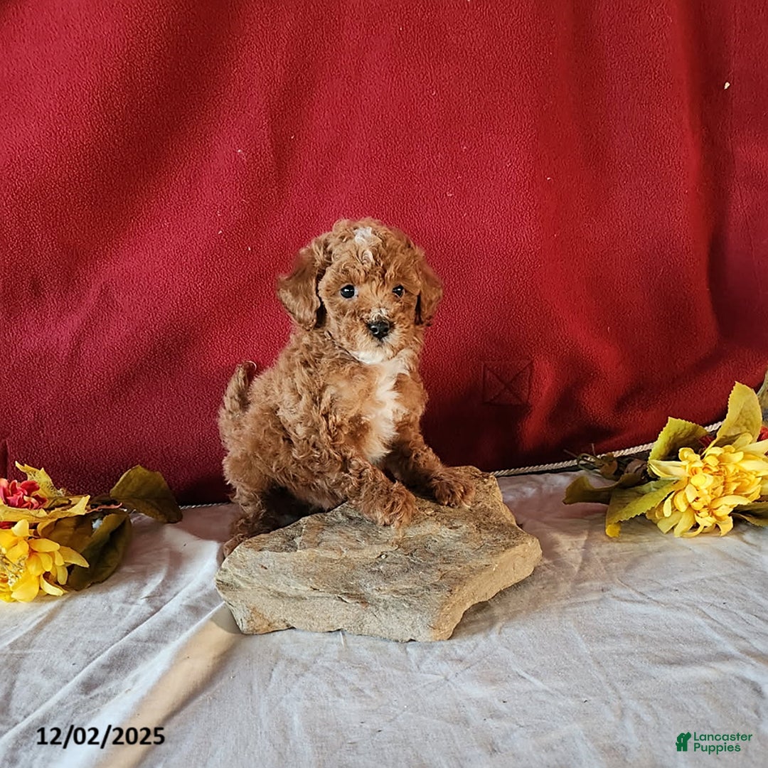 Mini Goldendoodle dogs for sale: Derrick - Ad 10