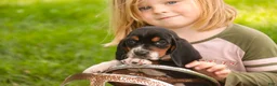 Basset Hound dogs for sale: Montgomery - Ad 6