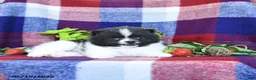 Pomeranian dogs for sale: Flipper - Ad 4