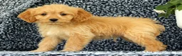 Cavapoo dogs for sale: Wyatt - Ad 1