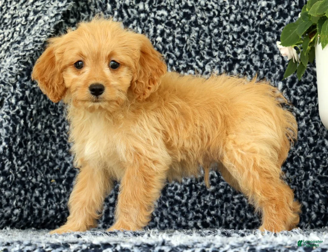 Cavapoo dogs for sale: Wyatt - Ad 1