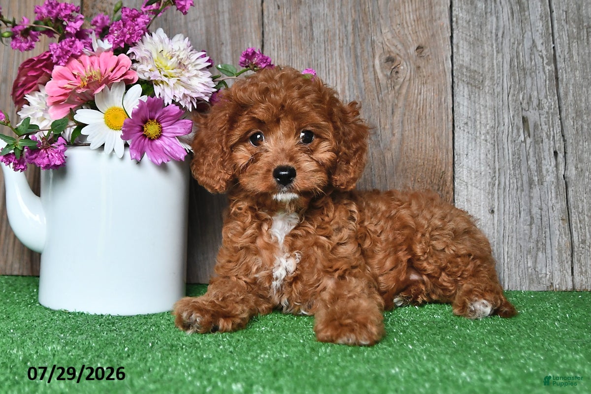 Cavapoo dogs for sale: Lady - Ad 3