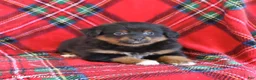 Toy Australian Shepherd dogs for sale: Jack  - Ad 4