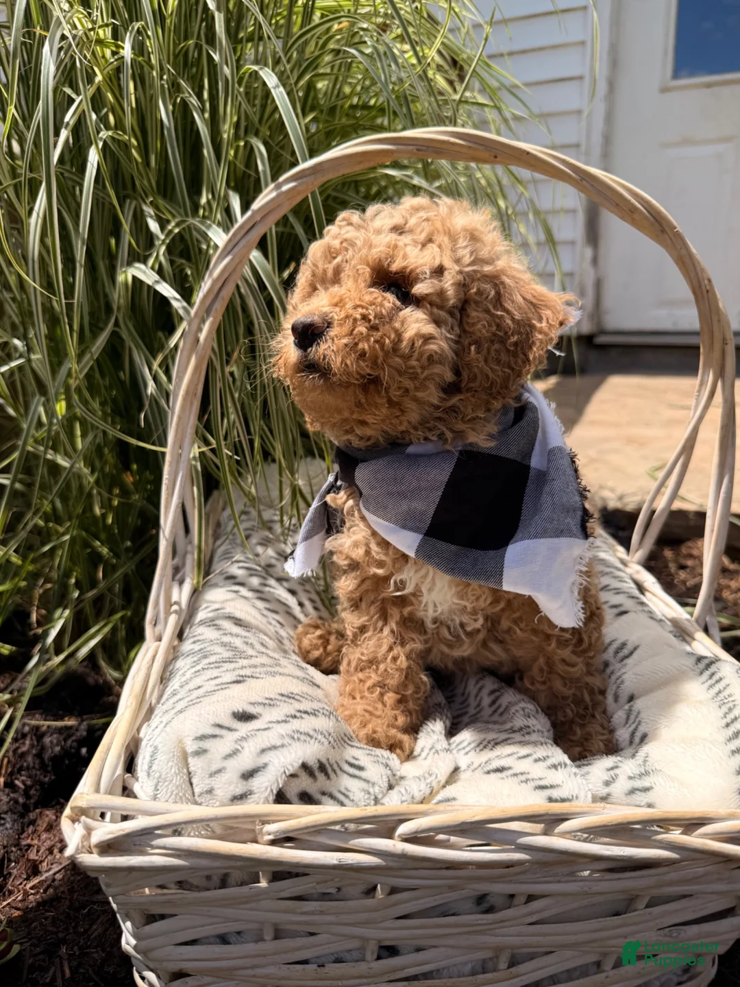 Mini Goldendoodle dogs for sale: Bingo  - Ad 2