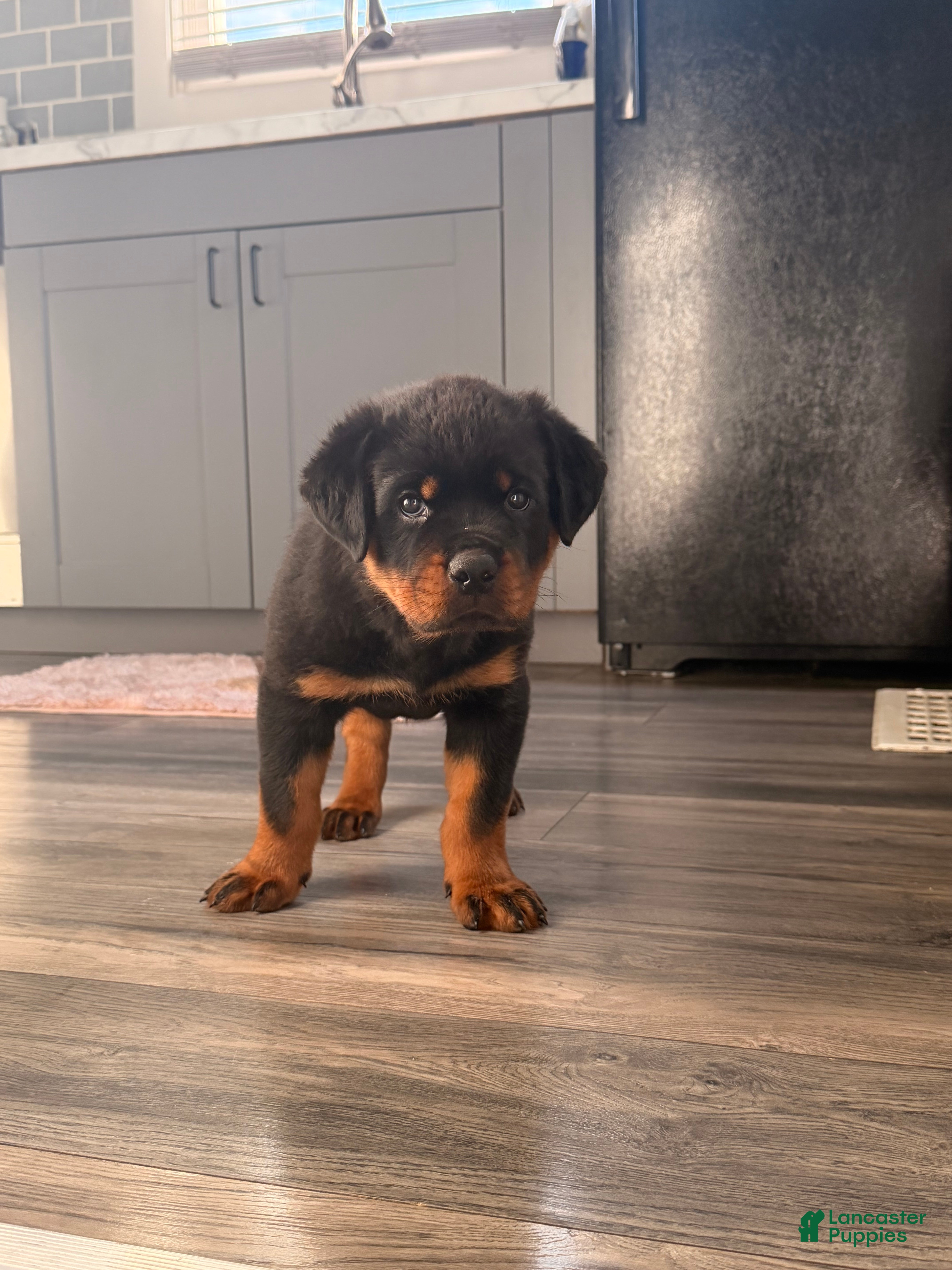 Rottweiler dogs Brutus  - Ad 27