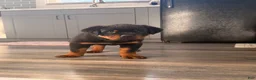 Rottweiler dogs for sale: Brutus  - Ad 1