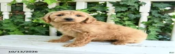 Mini Goldendoodle dogs for sale: Muffin - Ad 1