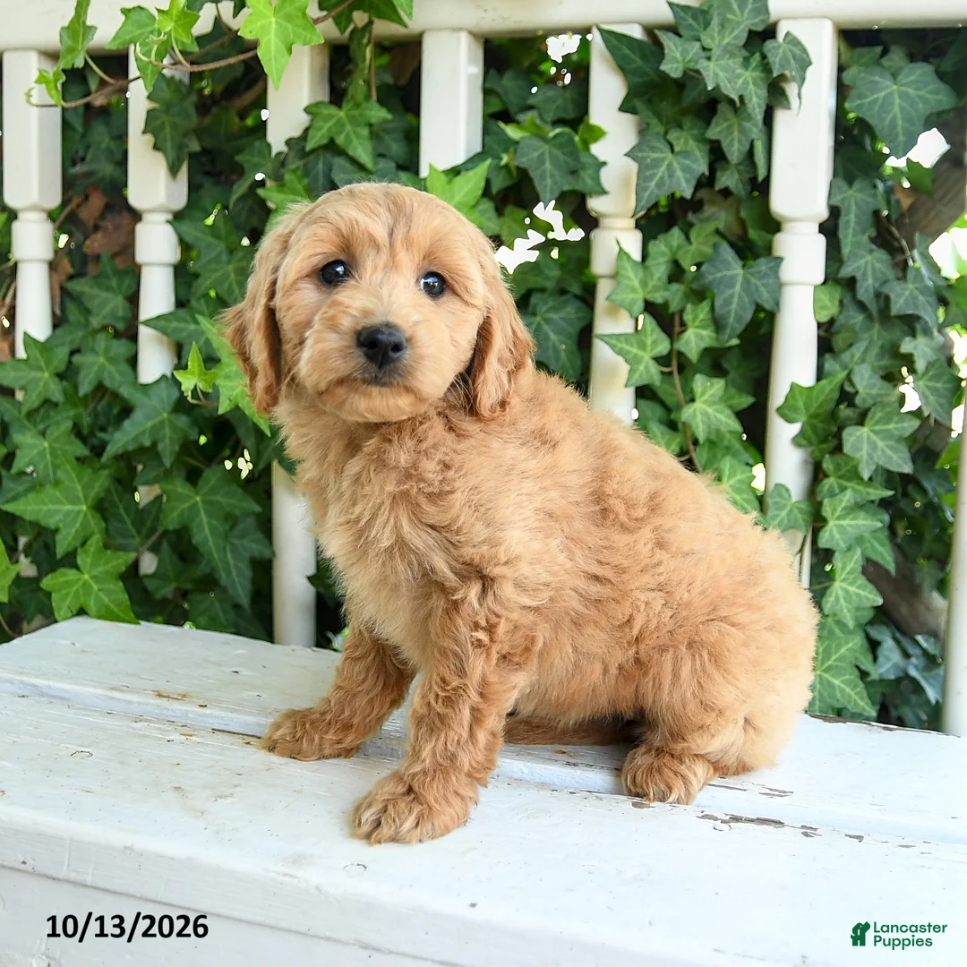 Mini Goldendoodle dogs for sale: Muffin - Ad 1