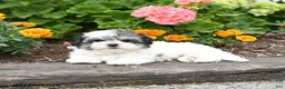 Morkie dogs for sale: Murray - Ad 3