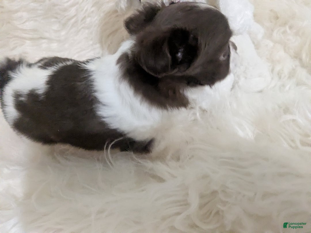 Chihuahua dogs for sale: Apple Head Female Long Coat Chihuahua Faith  - Ad 5