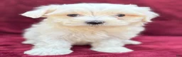Maltese dogs for sale: Lolly - Ad 1