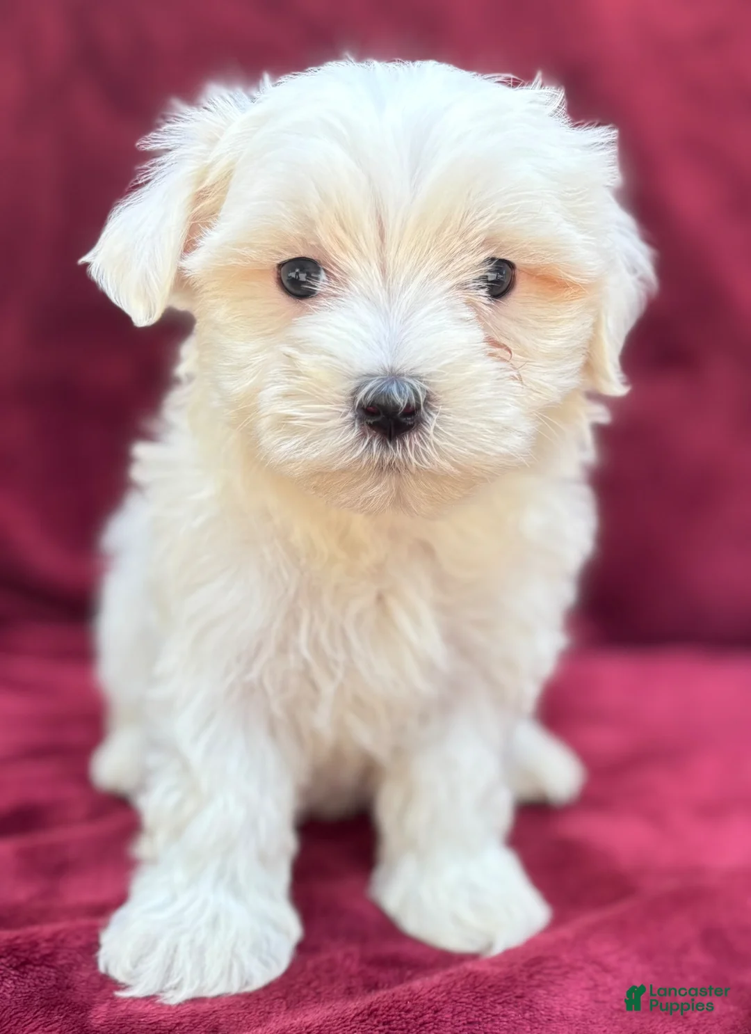 Maltese dogs for sale: Lolly - Ad 1