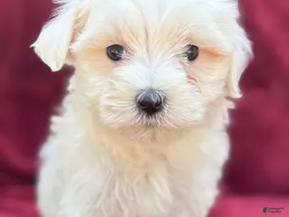 Maltese dogs for sale: Lolly - Ad 3