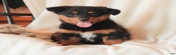 Mixed Breed dogs for sale: Naida - Ad 3