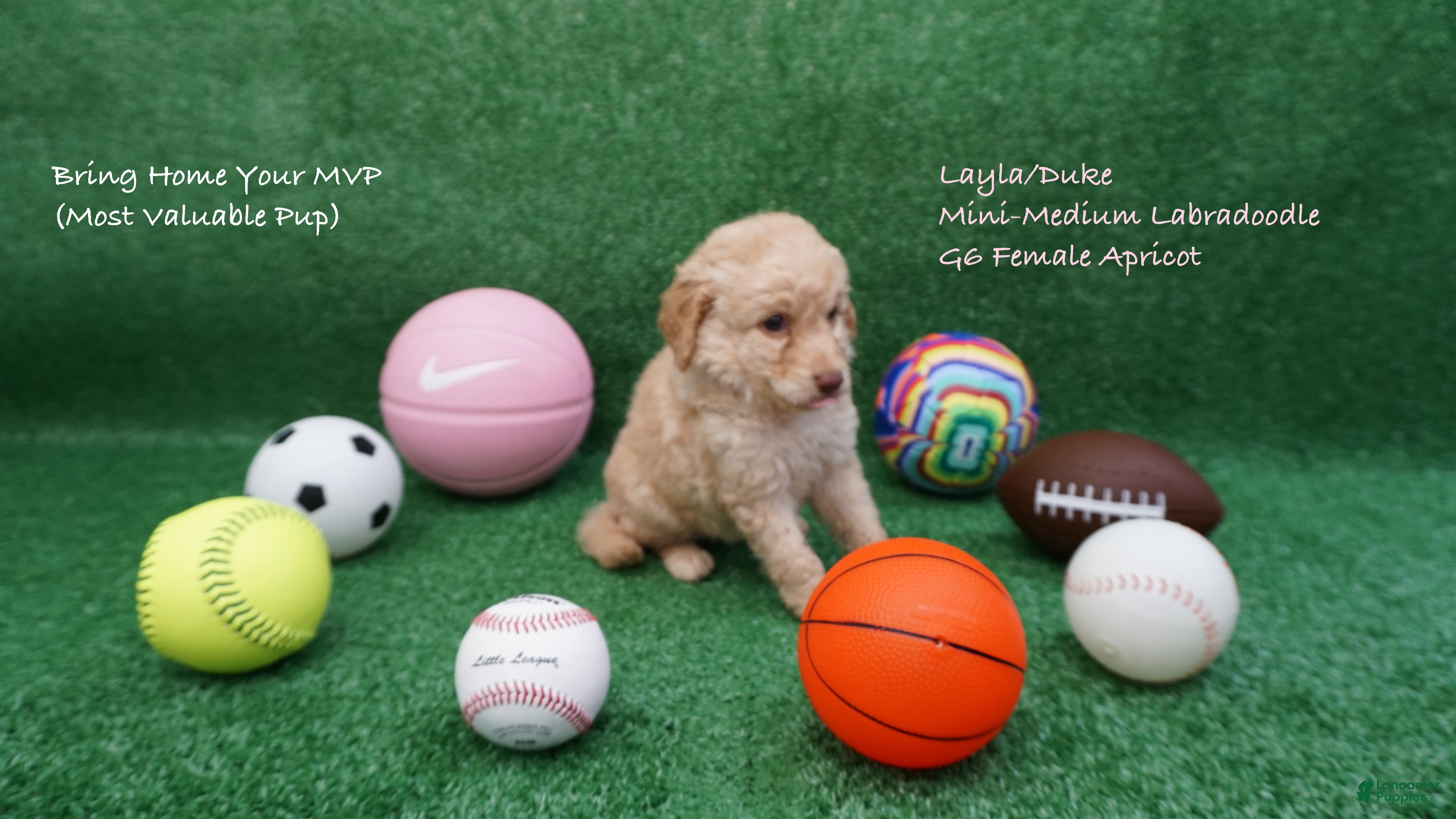 Miniature Labradoodle dogs LD G6 - Ad 29