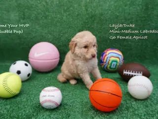 Miniature Labradoodle dogs LD G6 - Ad 29
