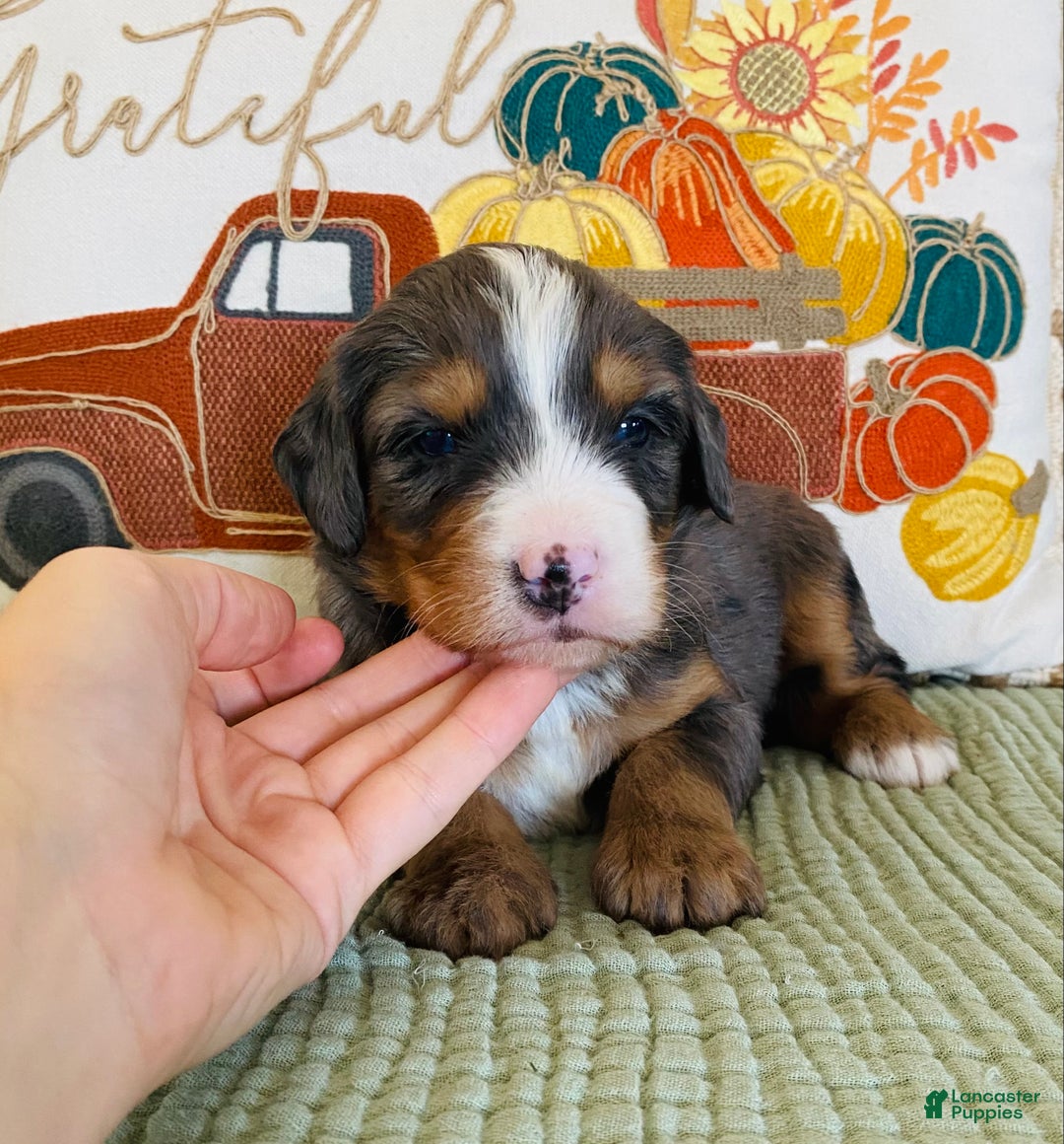 Bernedoodle dogs for sale: Princess - Ad 17